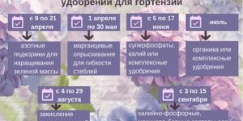 Jak krmit hortenzii na podzim pro bujné kvetení